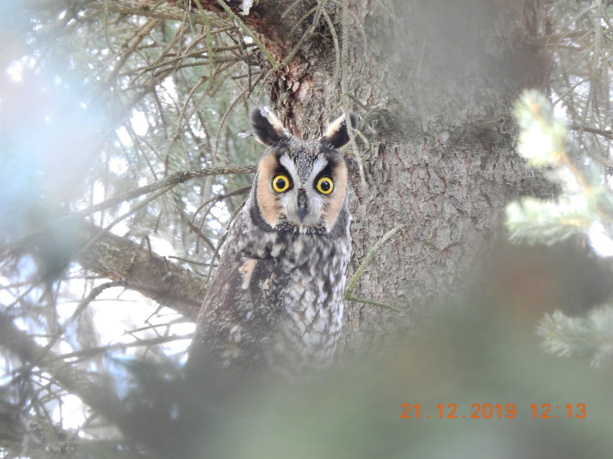 Long-eared Owl - ML194513371