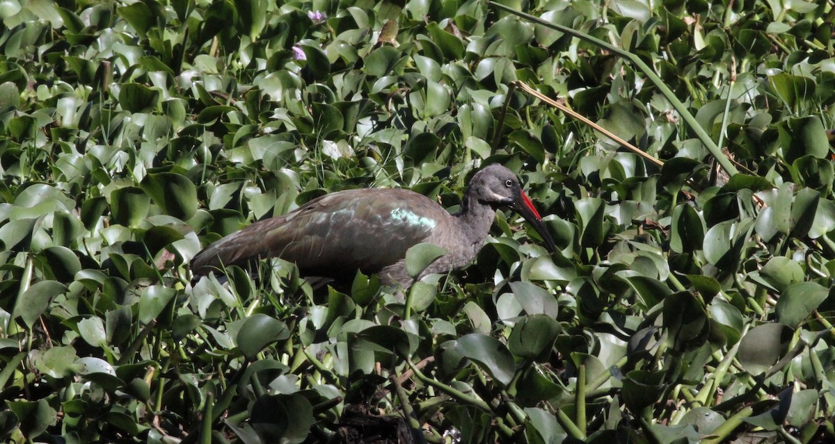 Hadada Ibis - ML194513601