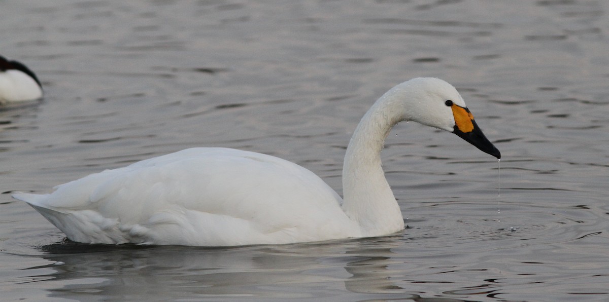 Tundra Swan - ML194513901