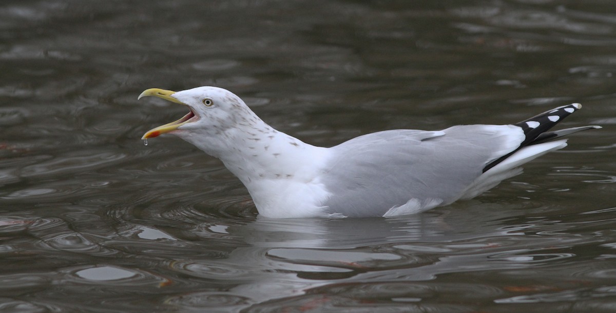 Gaviota Argéntea - ML194514251