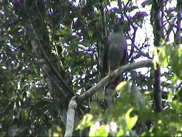 Bicolored Hawk - ML194514591