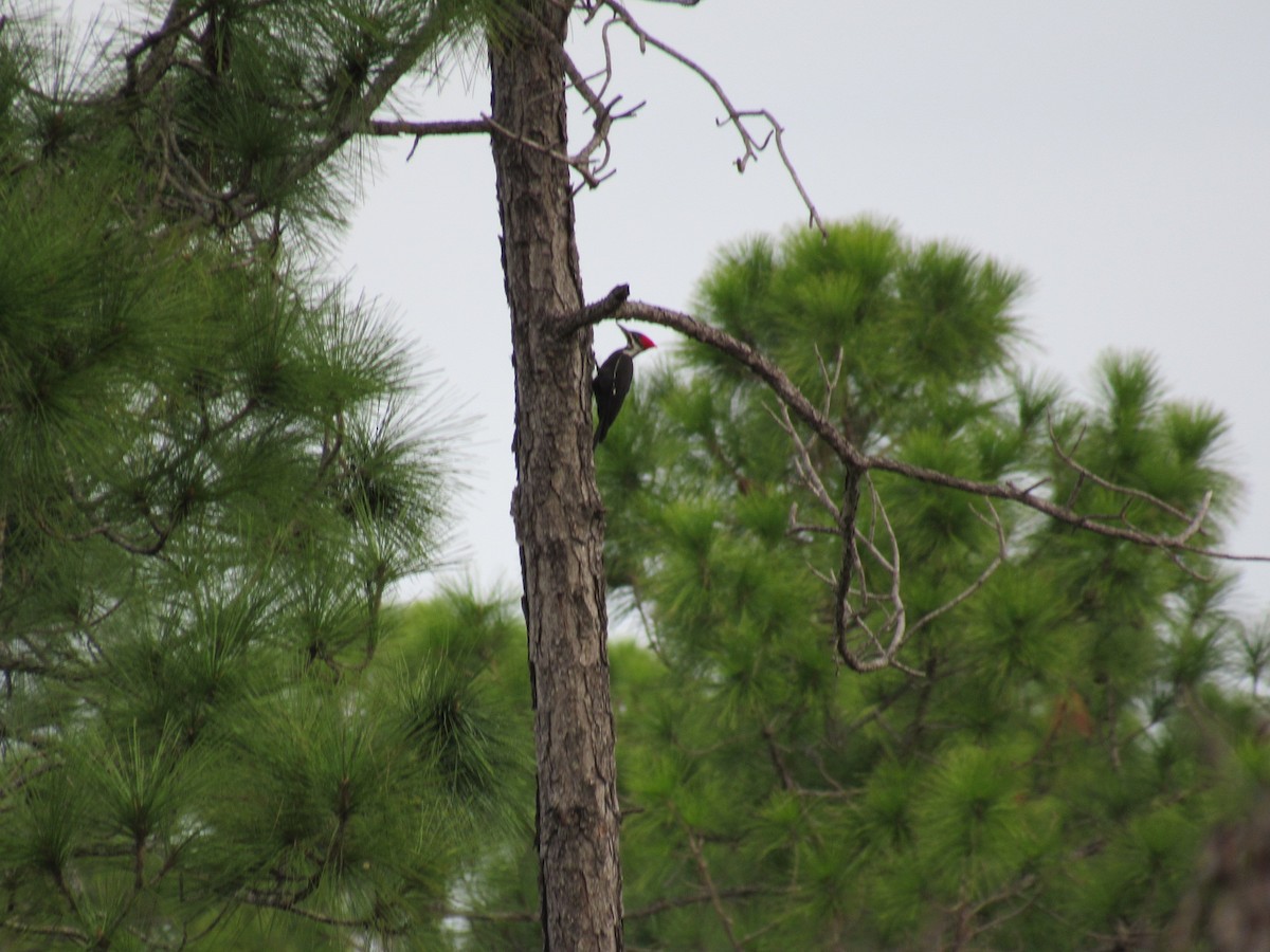 Pileated Woodpecker - ML194514751