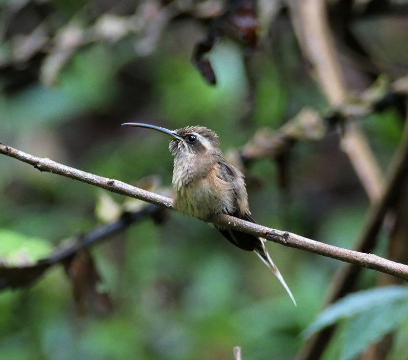 Dusky-throated Hermit - Karen  Hamblett