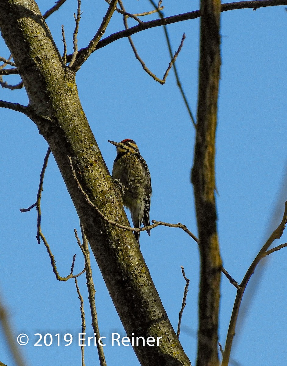 Yellow-bellied Sapsucker - ML194517951