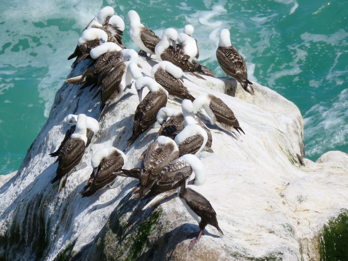 Peruvian Booby - ML194518501