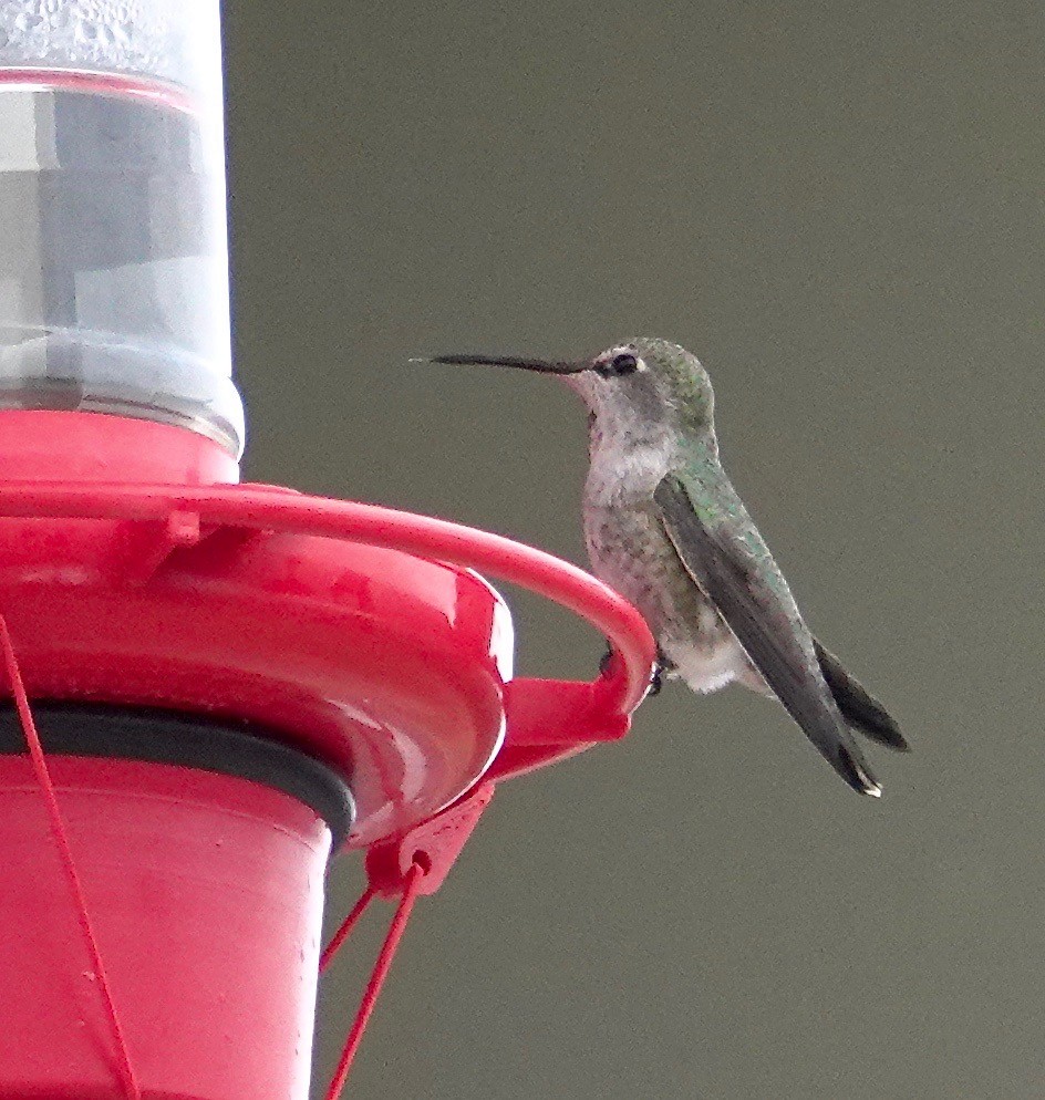 Anna's Hummingbird - ML194518581