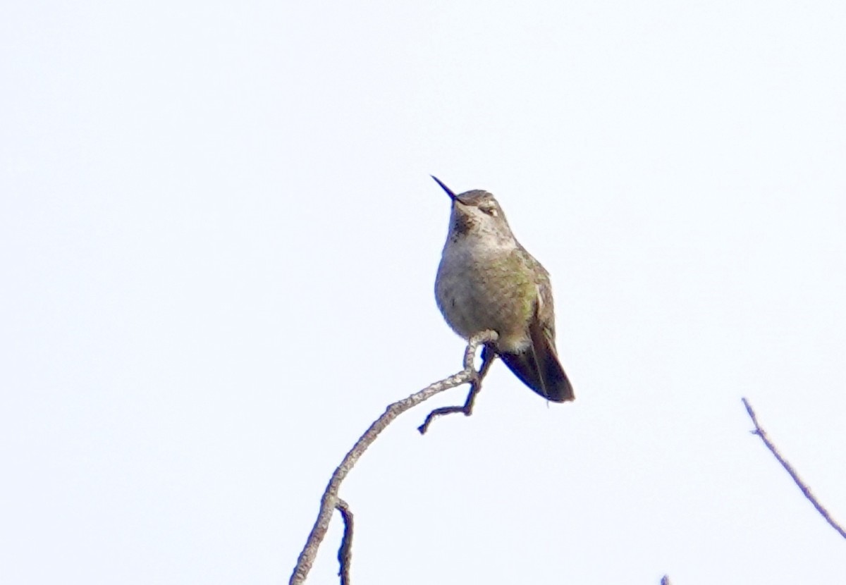 Anna's Hummingbird - ML194518591