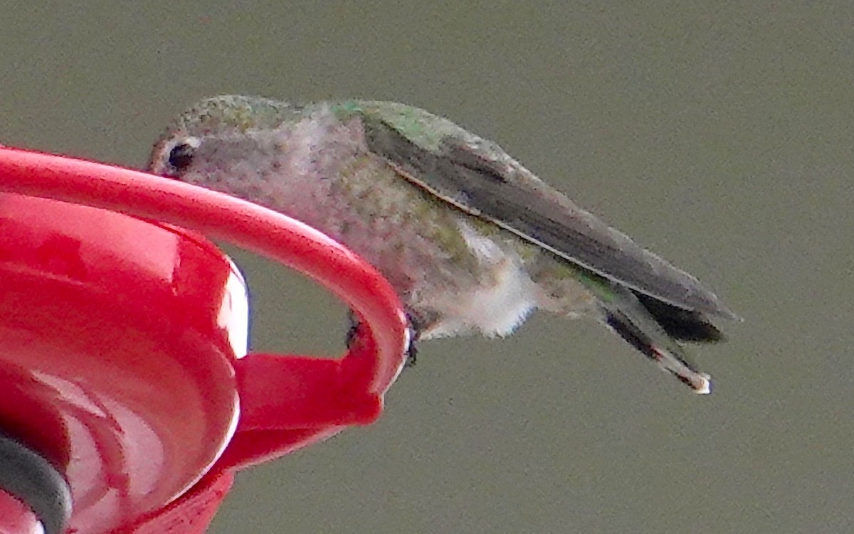 Anna's Hummingbird - ML194518601