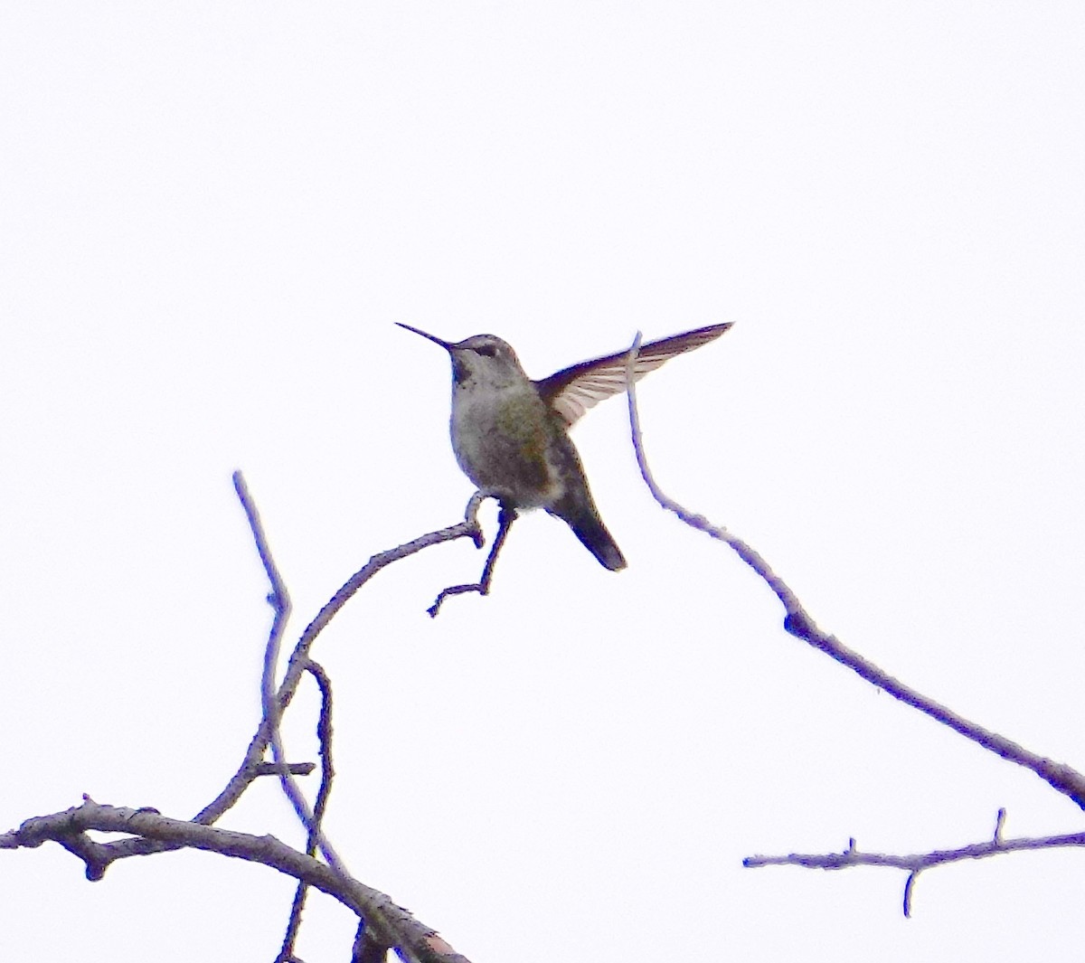 Anna's Hummingbird - ML194518611
