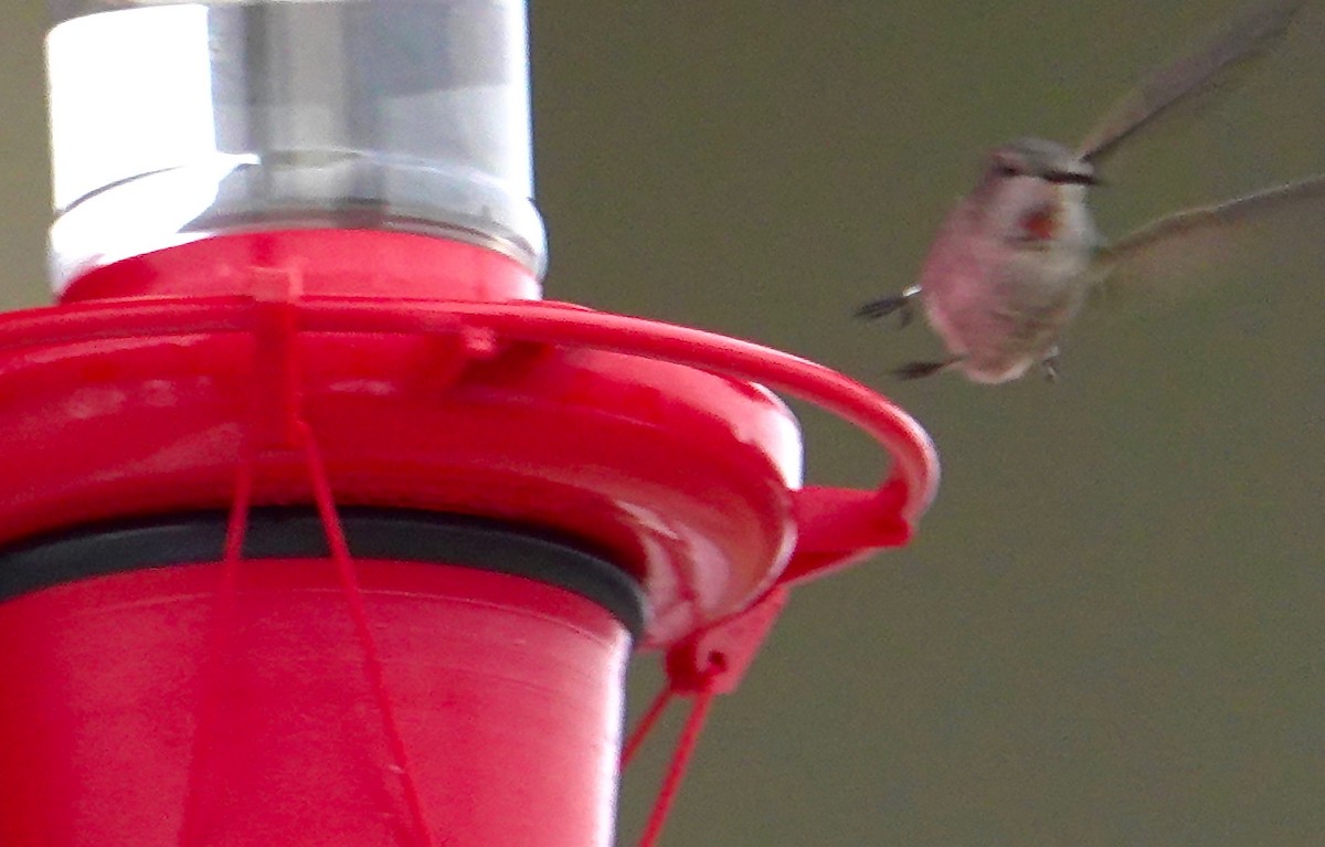 Anna's Hummingbird - ML194520111