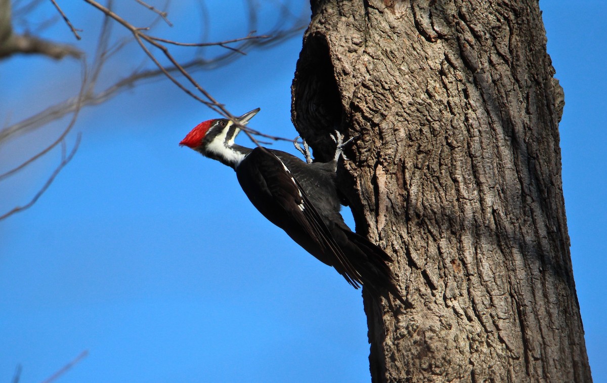 Pileated Woodpecker - ML194520661