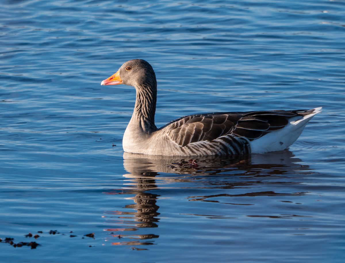 Graylag Goose - ML194524431