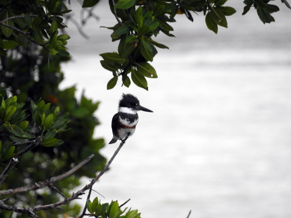 Belted Kingfisher - ML194524441