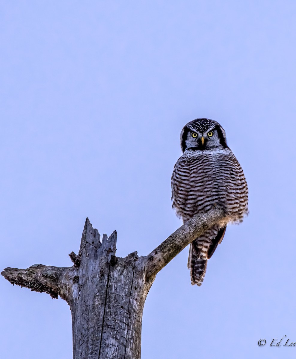 Northern Hawk Owl - Ed Lee