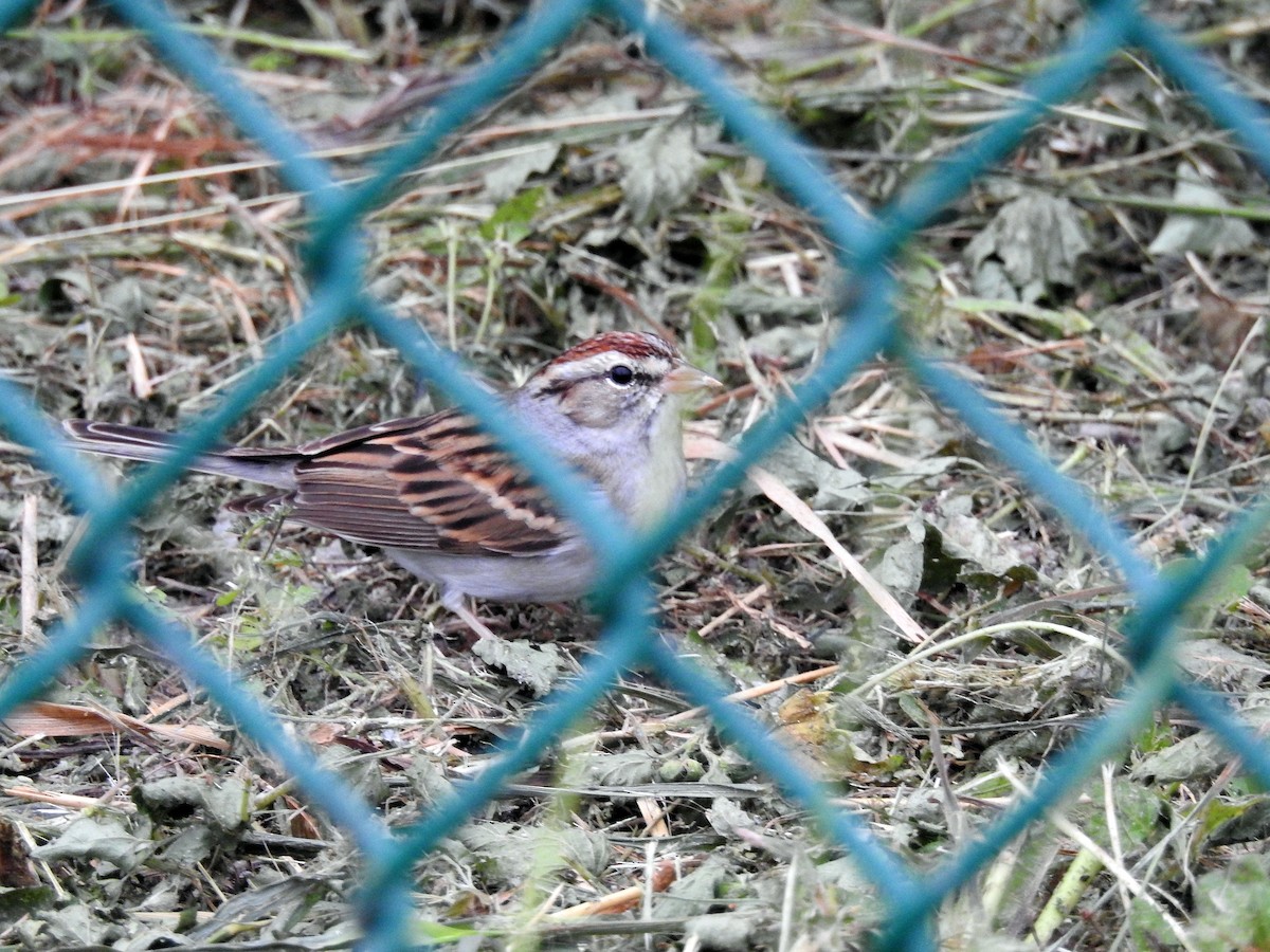 Chipping Sparrow - ML194525881