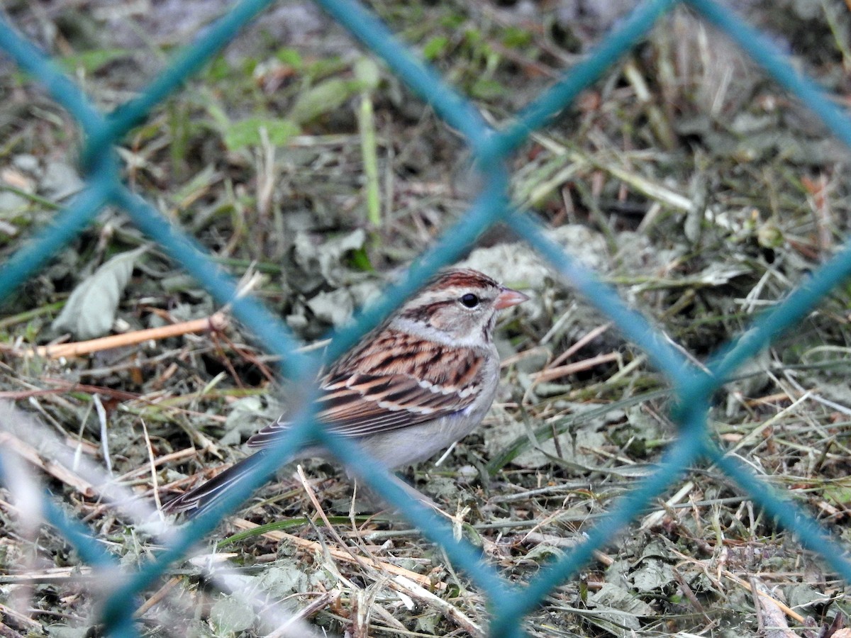 Chipping Sparrow - ML194525911