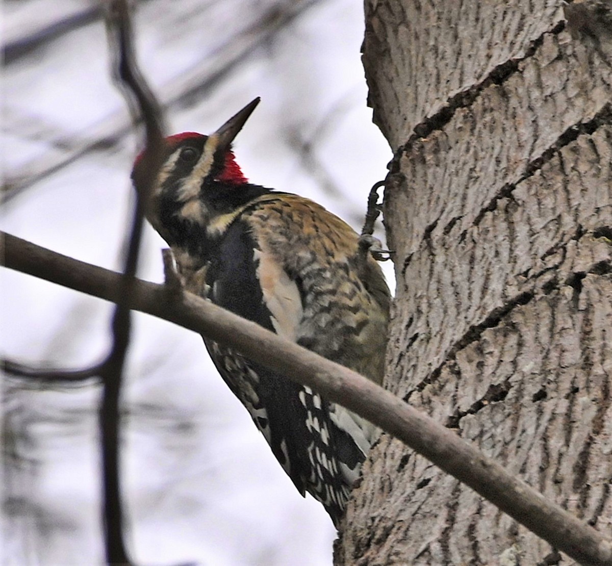 Yellow-bellied Sapsucker - ML194526091