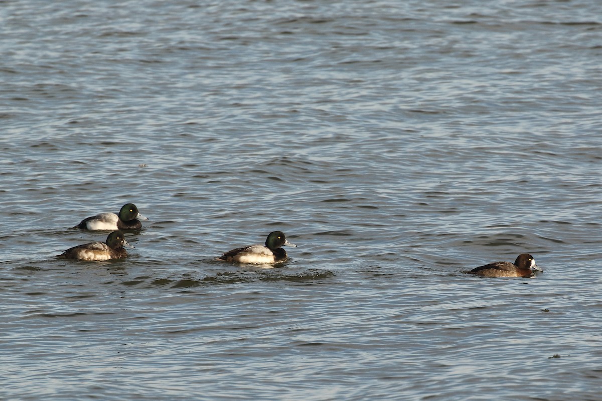 Greater Scaup - ML194528241