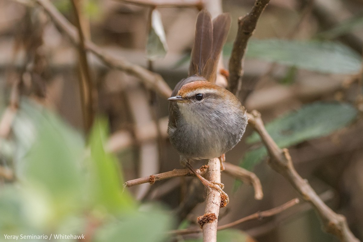 Gray-sided Bush Warbler - ML194528311