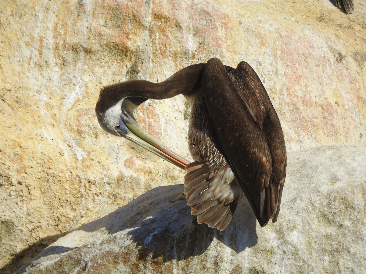 Peruvian Pelican - Saskia Hostens