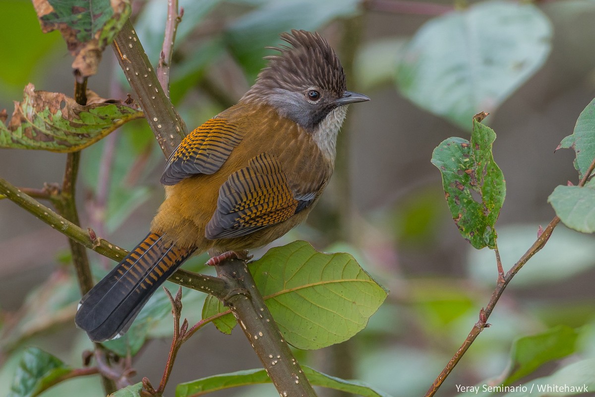 Hoary-throated Barwing - ML194528701