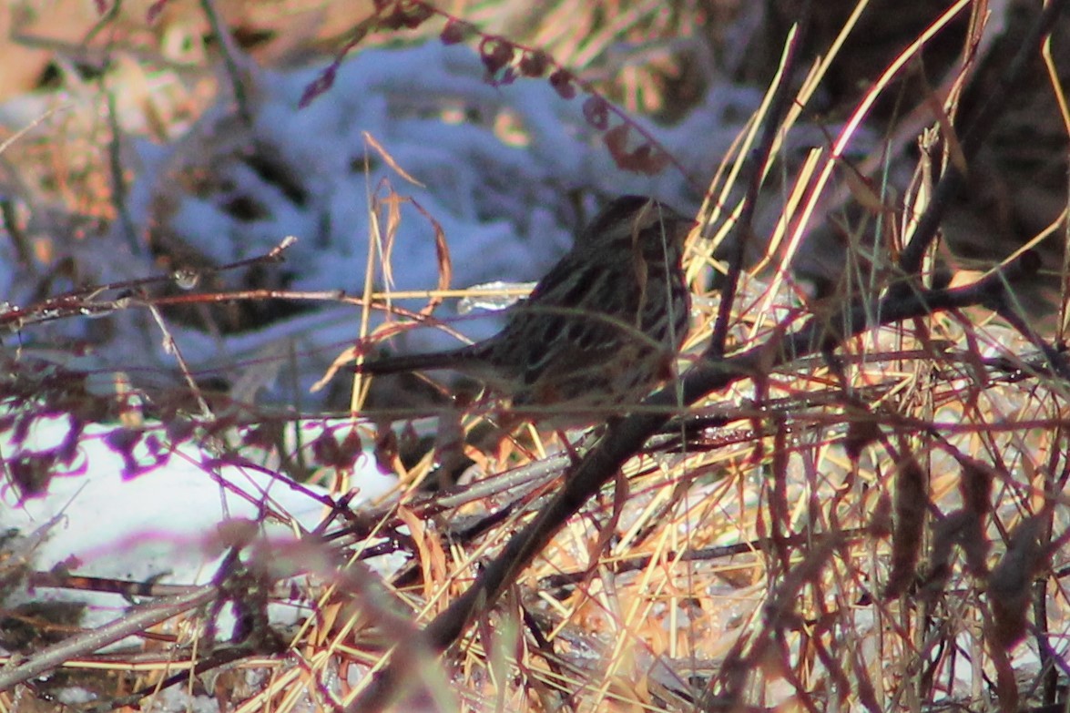 Song Sparrow - ML194529461