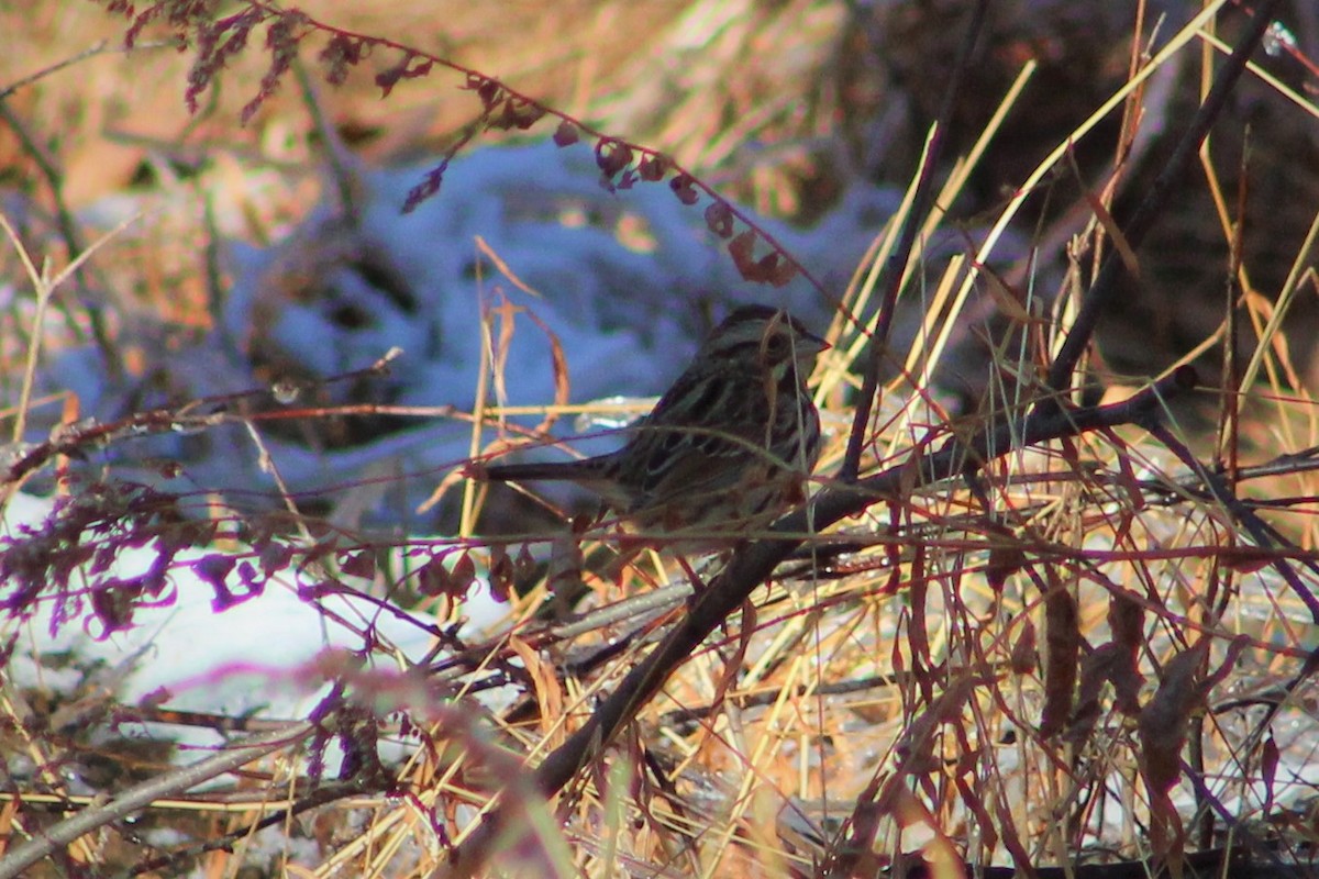 Song Sparrow - ML194529471