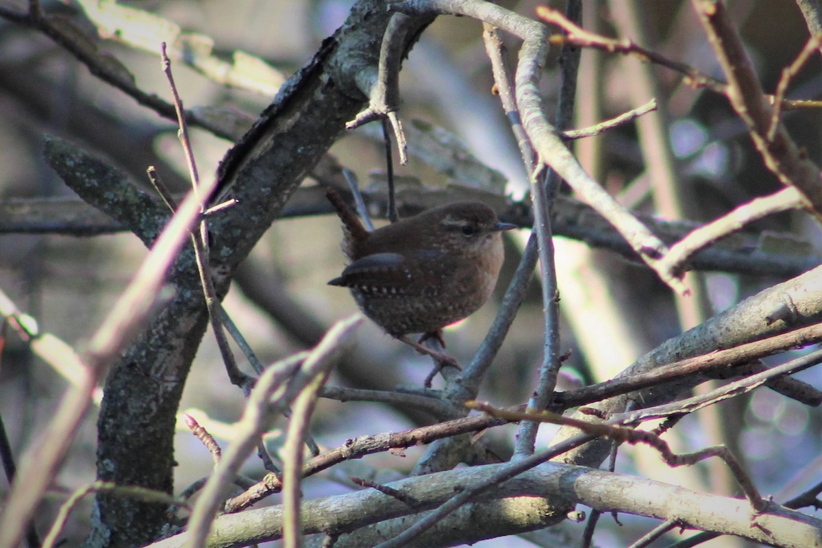 Winter Wren - ML194529521