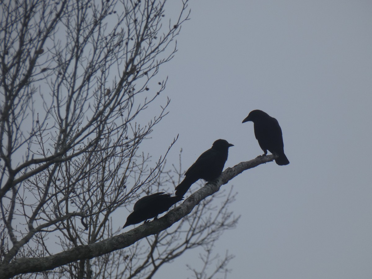 American Crow - ML194530401