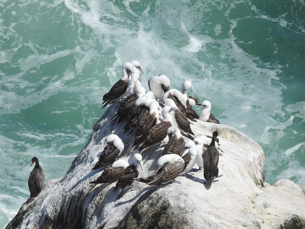 Peruvian Booby - ML194531091