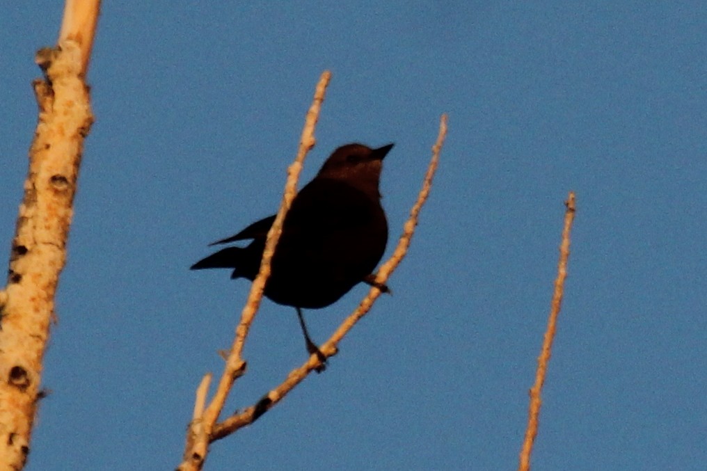 Brewer's Blackbird - ML194531211