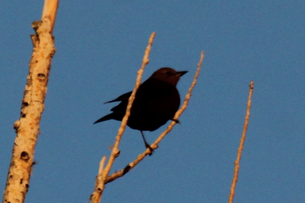 Brewer's Blackbird - Kenny Frisch