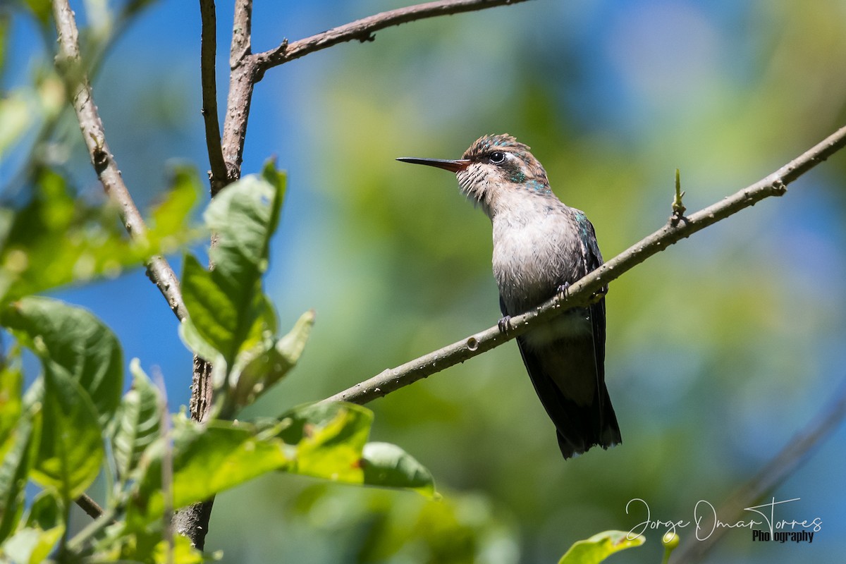 Glittering-bellied Emerald - ML194531351