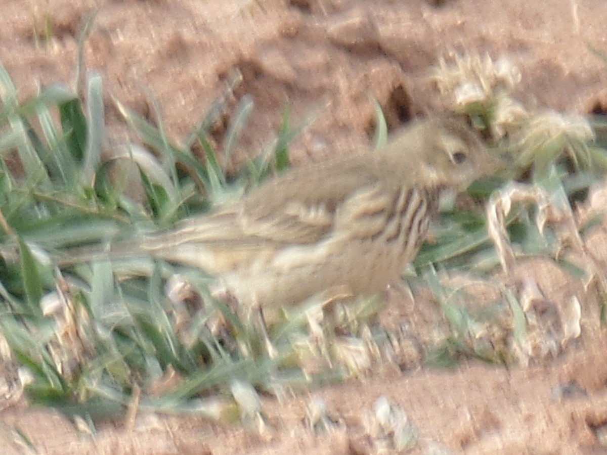 American Pipit - ML194532241