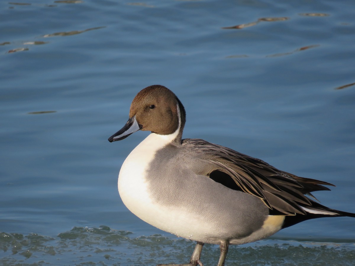 Northern Pintail - ML194534281