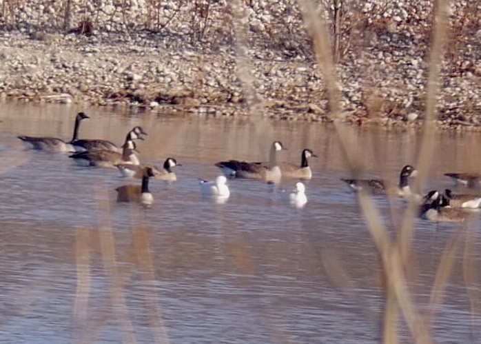 Ross's Goose - ML194534711