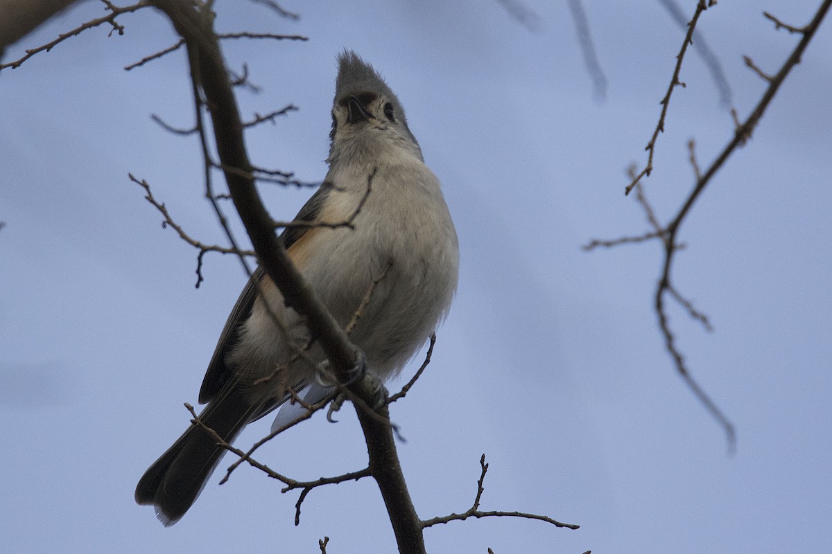 Tufted Titmouse - ML194536661