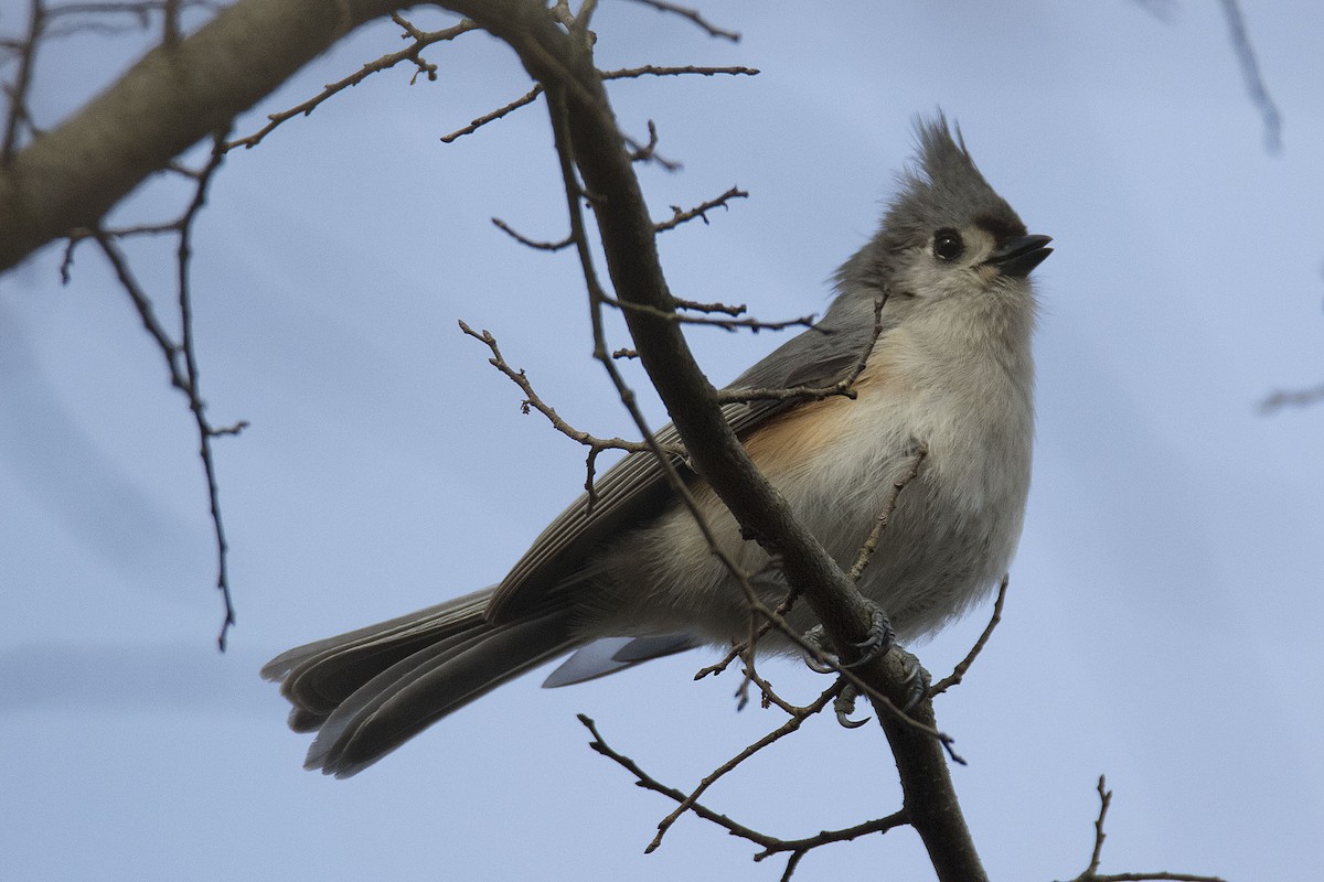 Tufted Titmouse - ML194536701