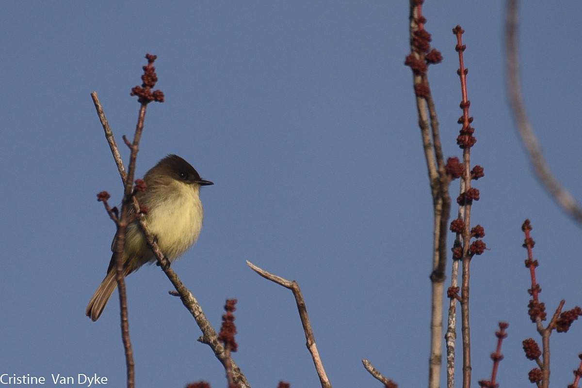 Eastern Phoebe - Cristine Van Dyke