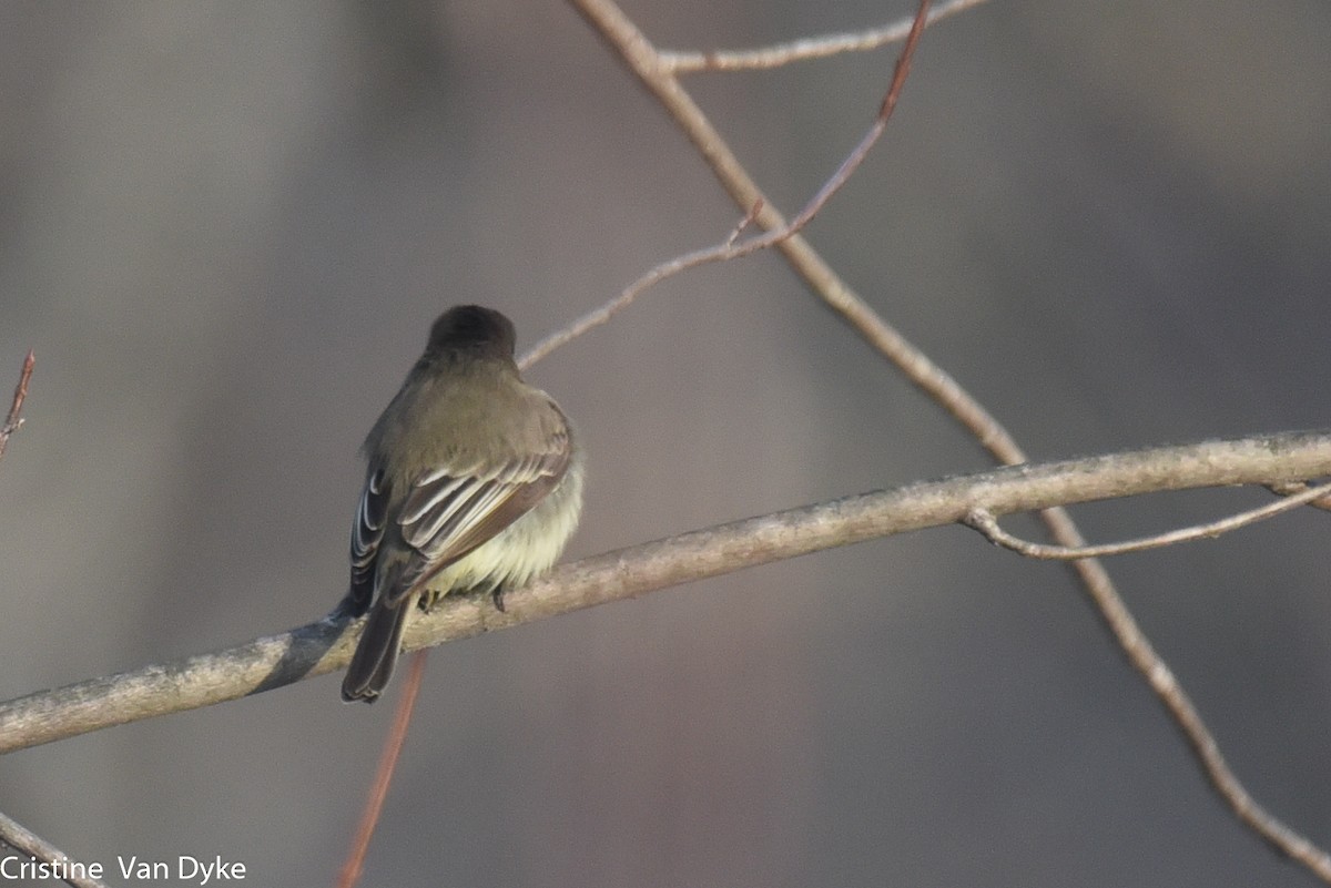 Eastern Phoebe - Cristine Van Dyke