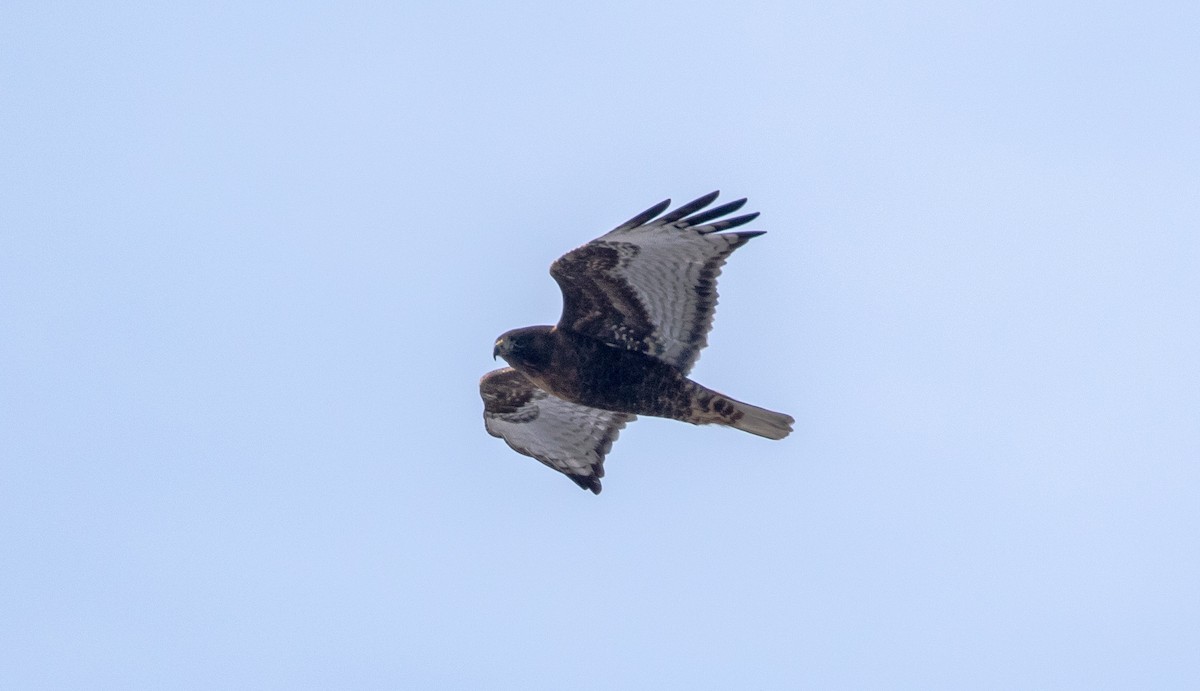 Red-tailed Hawk (abieticola) - Todd Mitchell