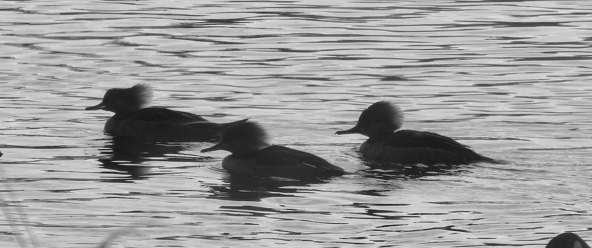 Hooded Merganser - ML194538951