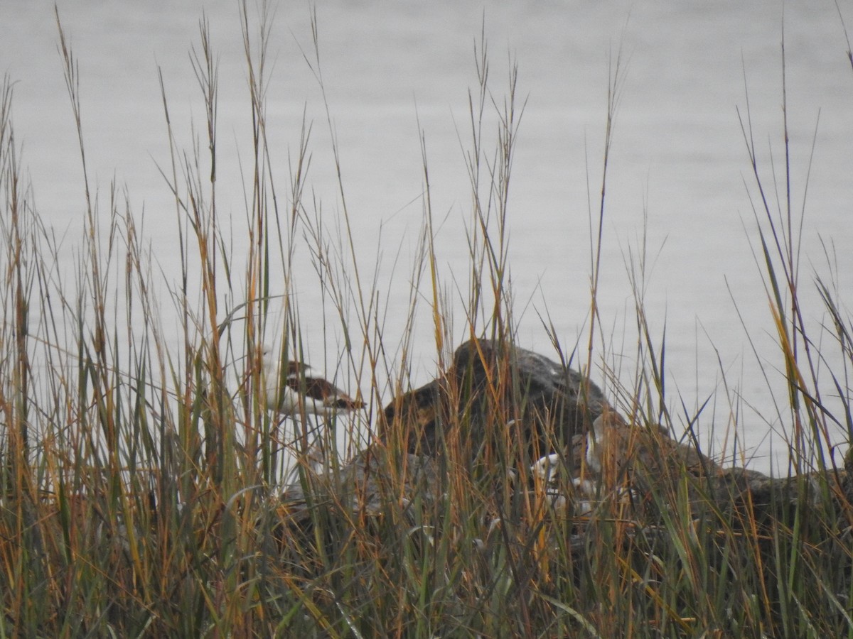 American Avocet - ML194539091