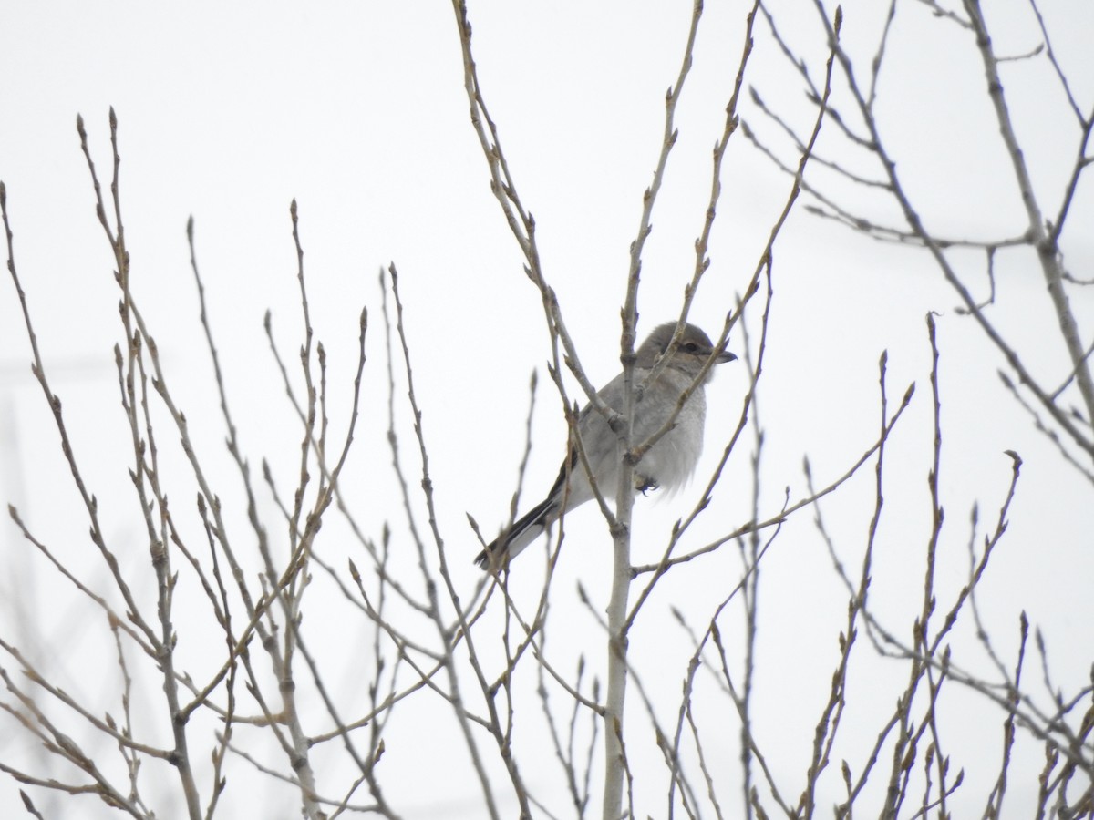 Northern Shrike - ML194539241