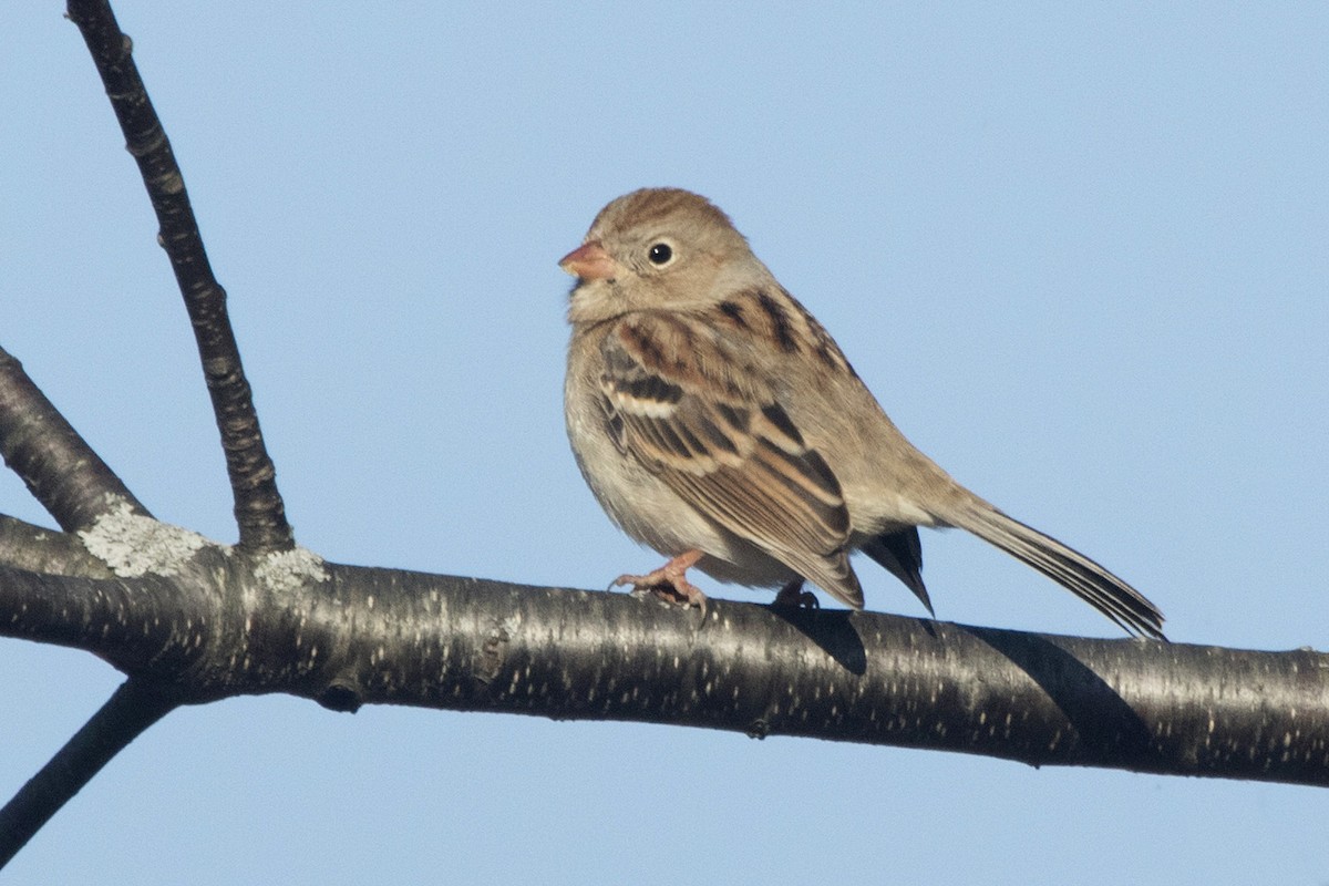 Field Sparrow - ML194539291