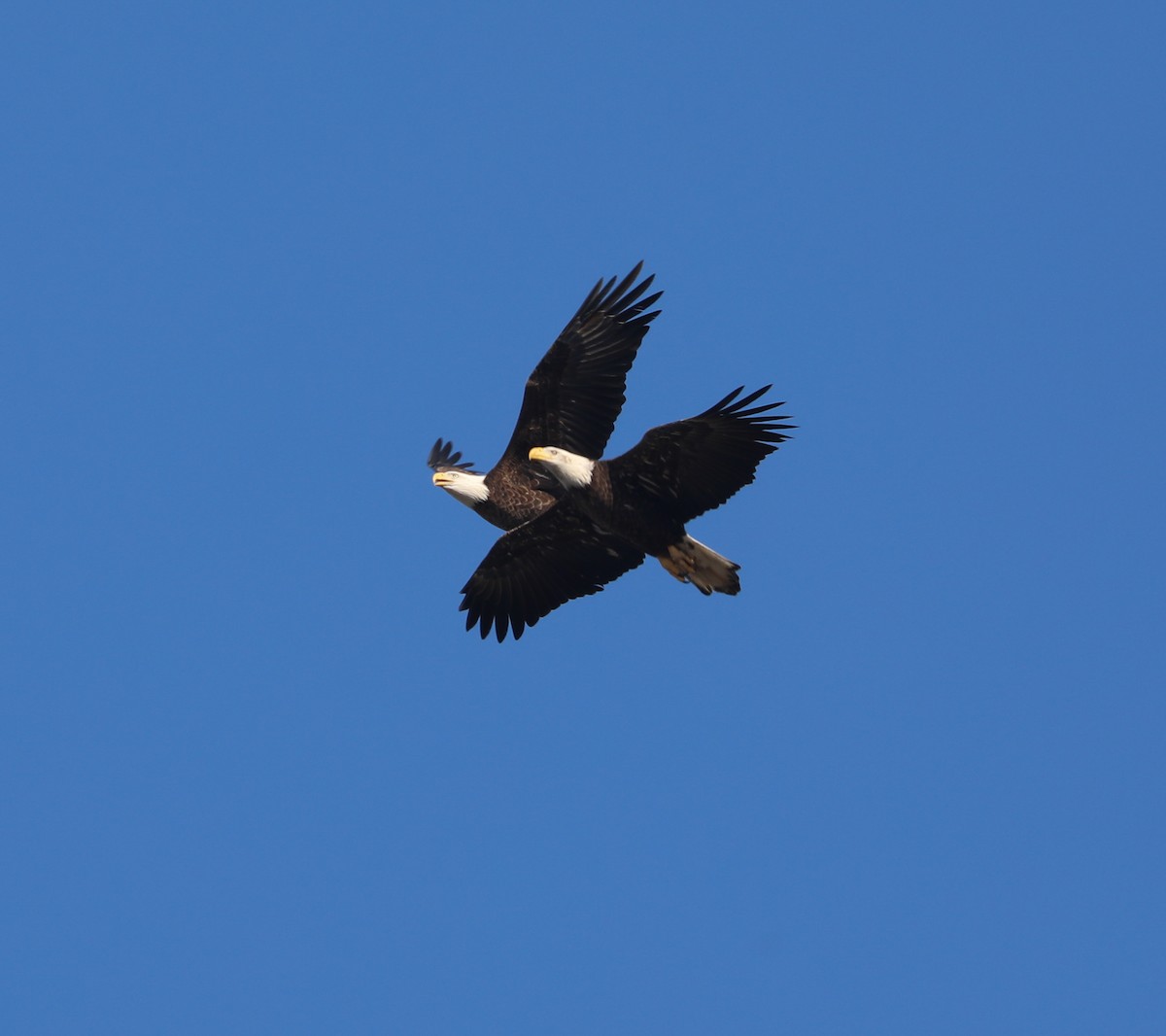 Bald Eagle - ML194539311