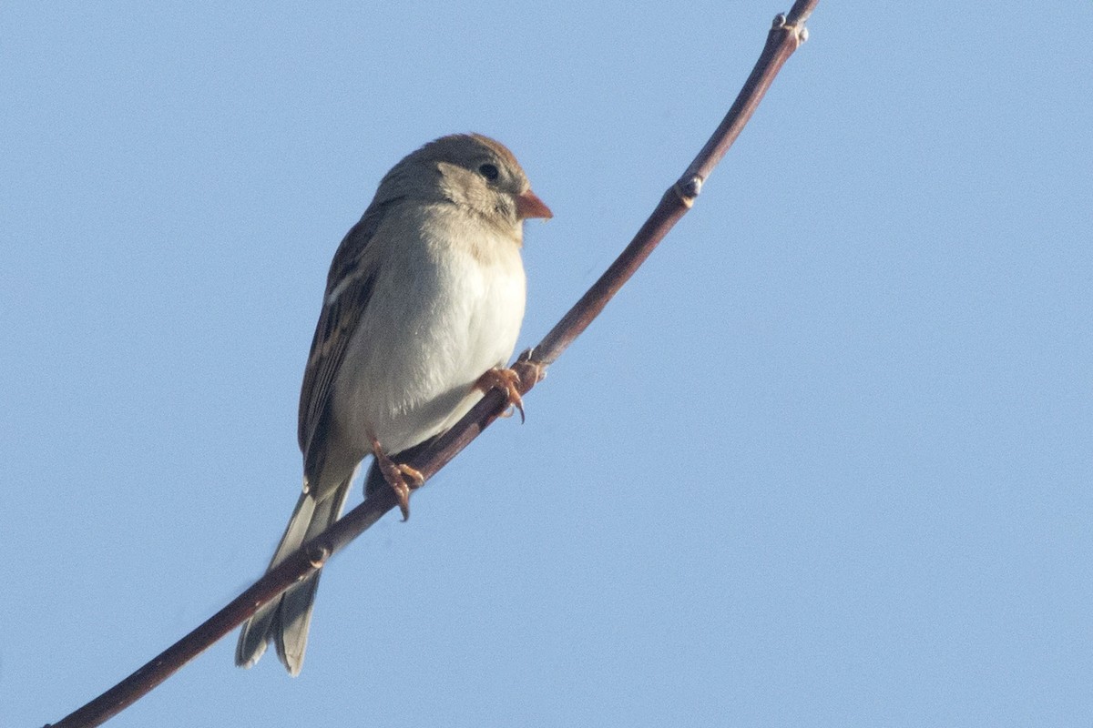Field Sparrow - ML194539481
