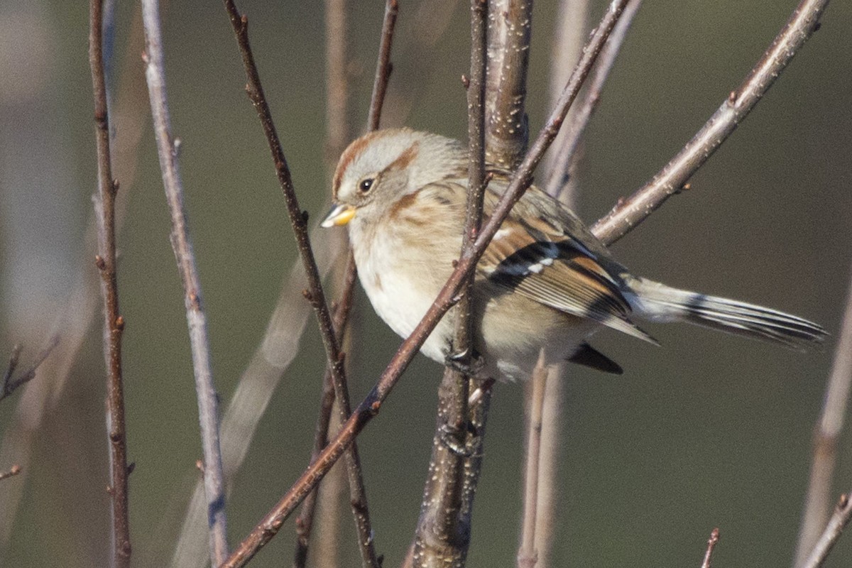 American Tree Sparrow - ML194539571