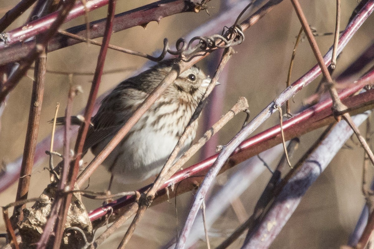 Song Sparrow - ML194539581