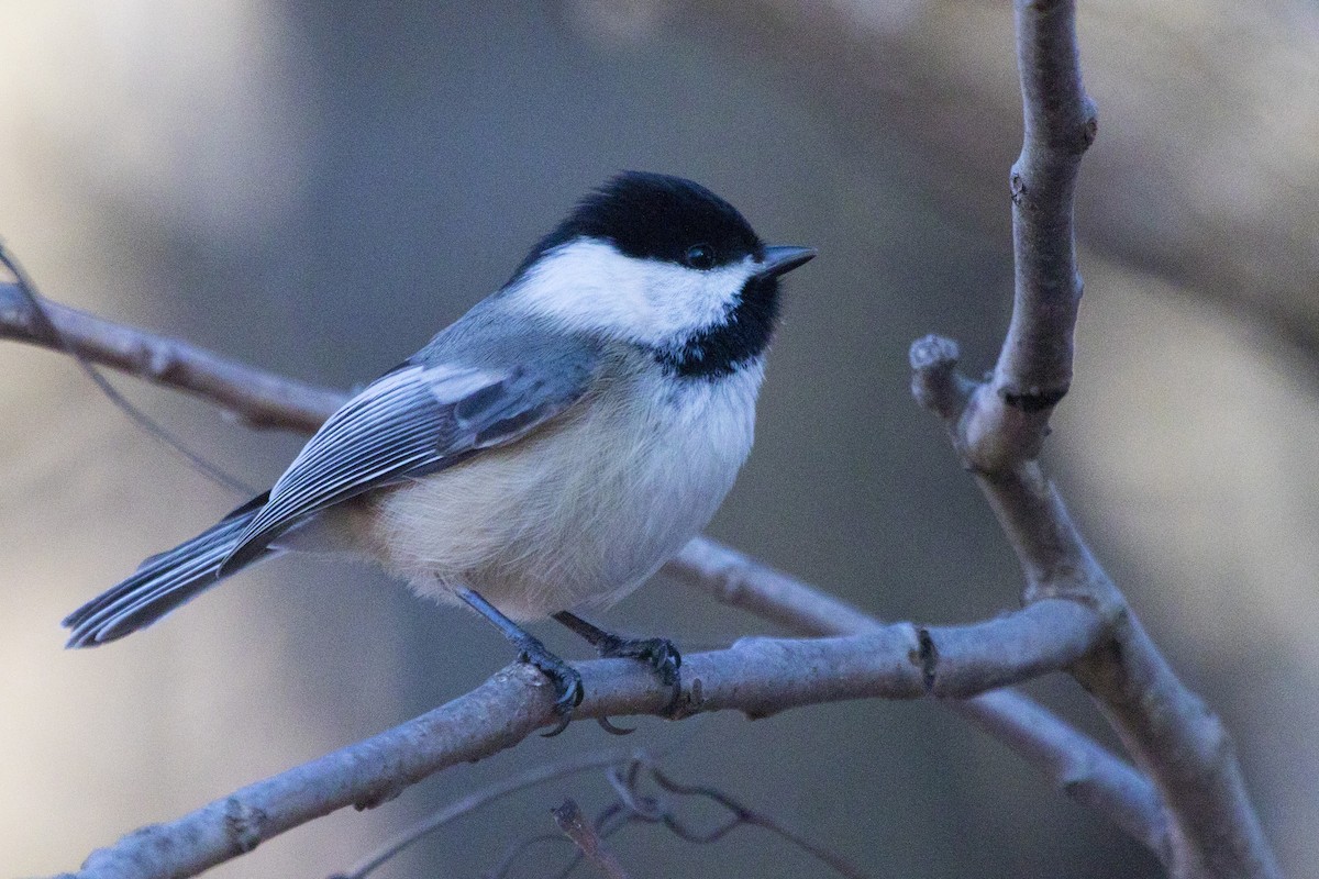 Black-capped Chickadee - ML194539661